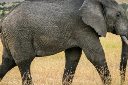 A mesmerising view of a majestic elephant looking away from the camera during the day.