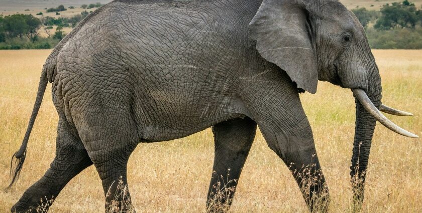 A mesmerising view of a majestic elephant looking away from the camera during the day.