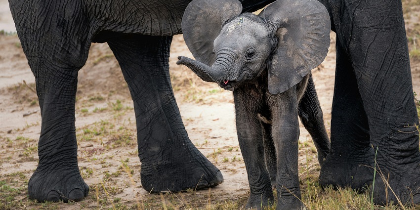 Enjoy Surin Elephant Round-Up, one of the best things to do in Thailand in November