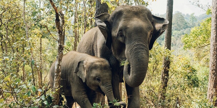 Visiting the Elephant Nature Park in one of the most exciting things to do in Thailand
