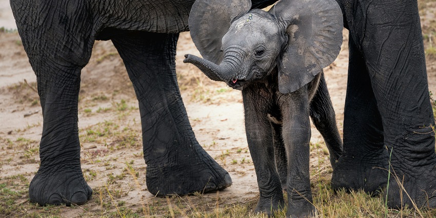 Explore wildlife at the Phuket Elephant Sanctuary, one of the things to do in Phuket