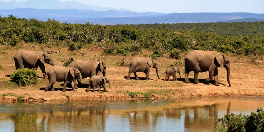 Beautiful pictures of the herd of an elephant roaming in the Namdapha National Park