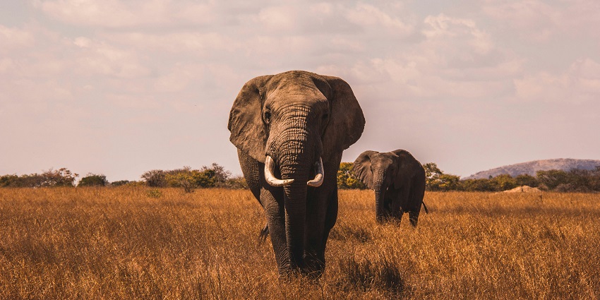 A beautiful picture of two elephants with long tusks walking on a grass-covered ground.
