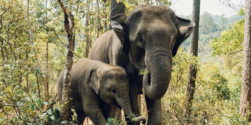 Chandaka-Dampara Wildlife Sanctuary is one of the best wildlife sanctuaries in Odisha.