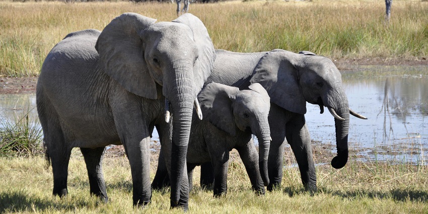 Watch elephants being fed, bathed and cared for at the Pattaya Elephant Jungle Sanctuary