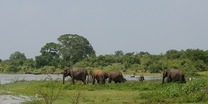 A herd of elephants grazing in Udawalawe National Park, surrounded by lush greenery