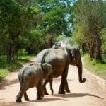 An elephant walking gracefully through a lush green landscape - Wildlife sanctuaries in Sri Lanka.