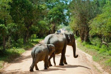 An elephant walking gracefully through a lush green landscape - Wildlife sanctuaries in Sri Lanka.