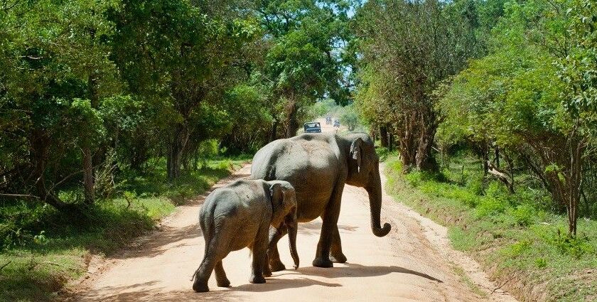 An elephant walking gracefully through a lush green landscape - Wildlife sanctuaries in Sri Lanka.