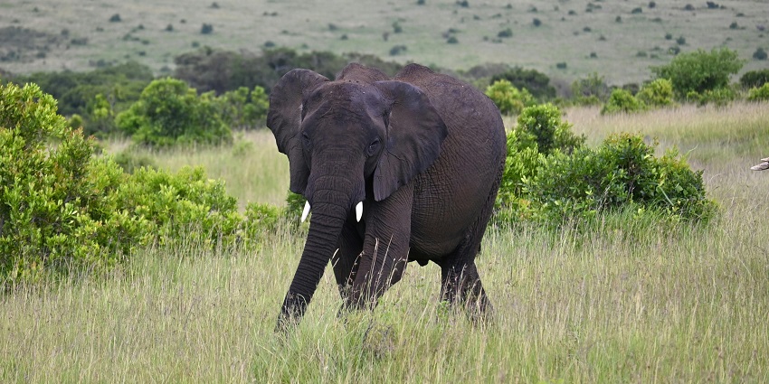 Spot the majestic gentle giant of the iconic grey elephant in the Namdapha National Park
