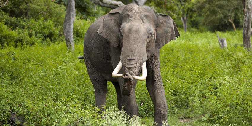 Picture of a beautiful Asiatic elephant in its natural habitat somewhere in Jungle safari