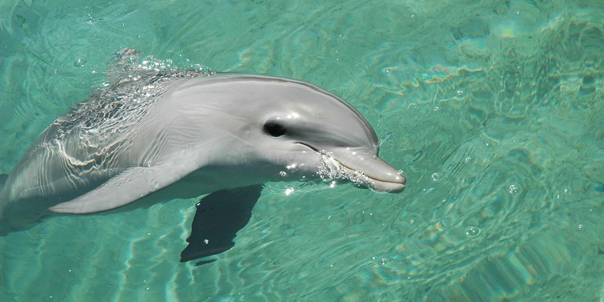Enjoying a dolphin cruise is one of the best things to do in Maldives with family.