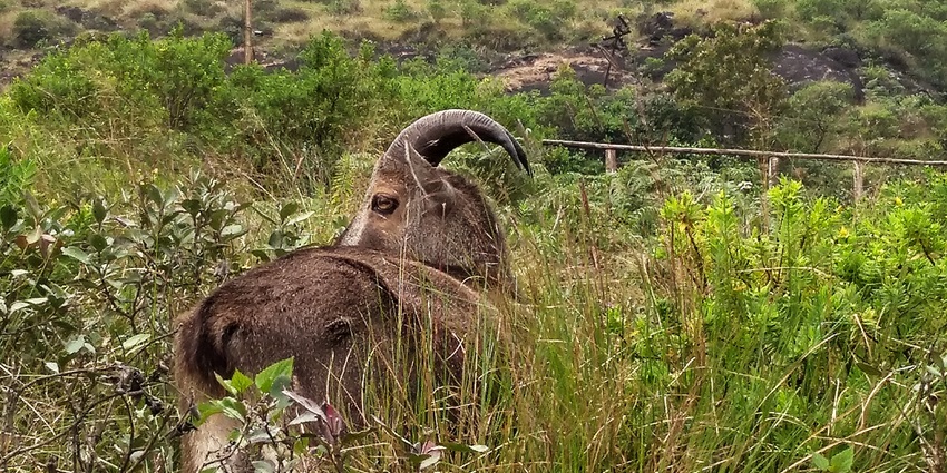 Explore diverse wildlife at the Eravikulam National Park, a popular tourist spot