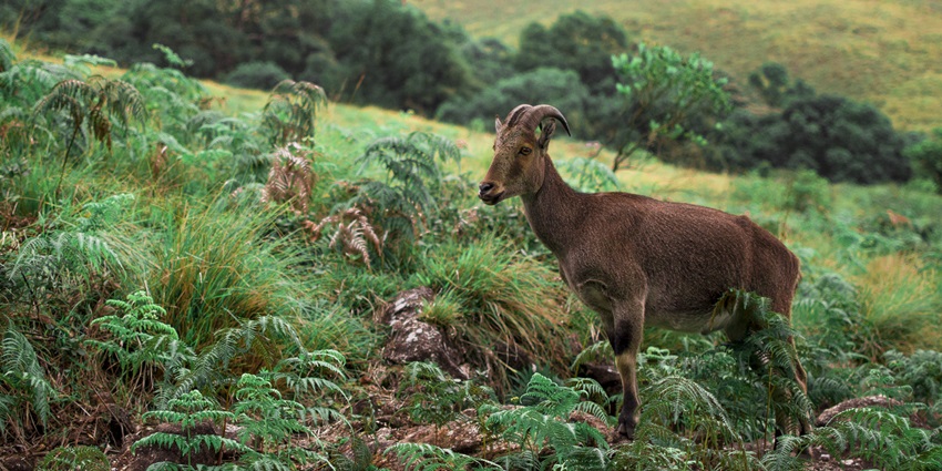 Eravikulam National Park offers one of the best locations for trekking in Kerala region.