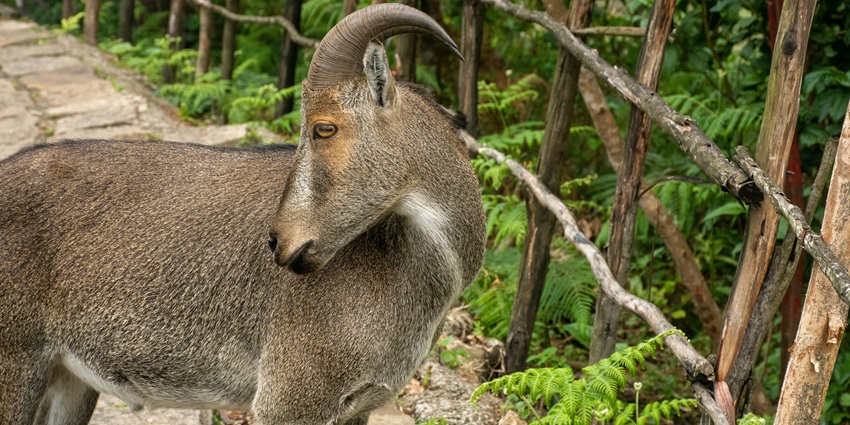 Nilgiri Tahr at Eravikulam National Park, a tourist hotspot near Ripple Waterfalls.