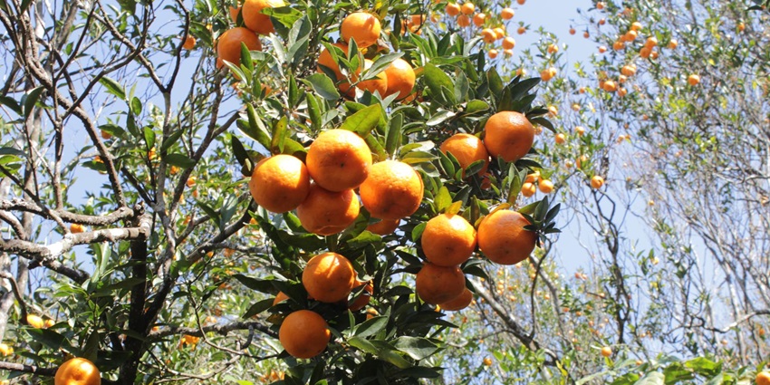 Experiencing the unique orange festival is one of the best things to do in Tripura.