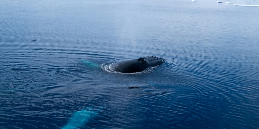 Indulging in whale submarine rides is one of the top things to do in Maldives for couples.