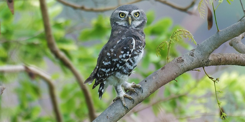 Alert Forest Owlet with sharp yellow eyes perched quietly amid dappled forest light.