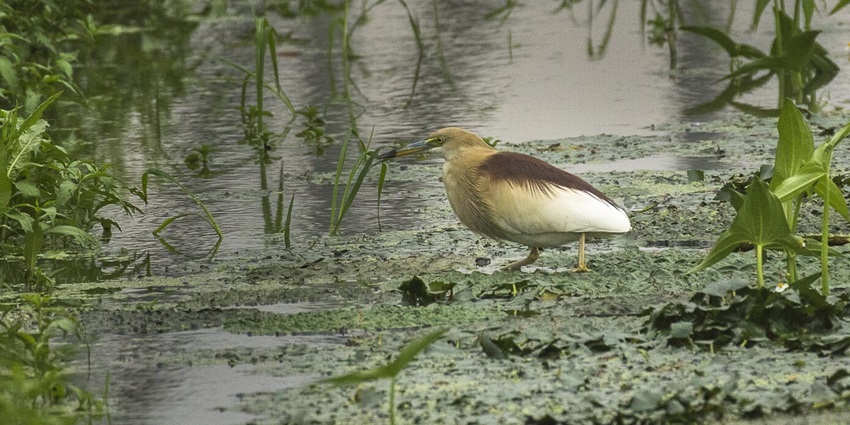 Scenic image of a Heron in a pond amidst the lush green forest in Assam
