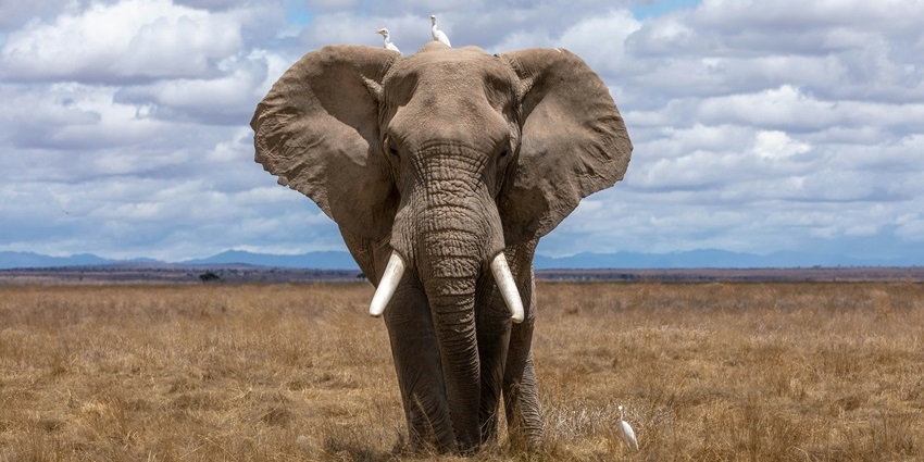 An elephant walking alone in the grassy savannah, captured in natural daylight.