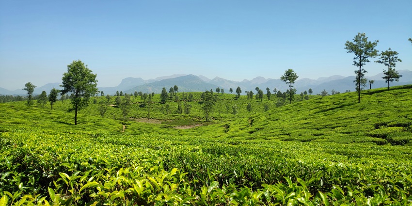 A scenic view of the perfectly manicured tea plantation lawns in the region of Kerala.