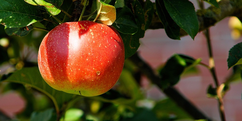 Scenic apple orchards in full bloom in the hills around Tosh, Himachal Pradesh, India.