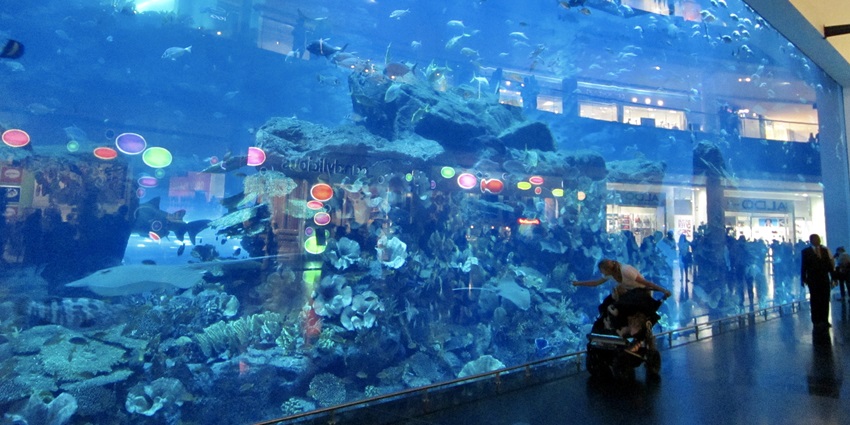 A picture of the Dubai Aquarium with various species of aquatic animals visible