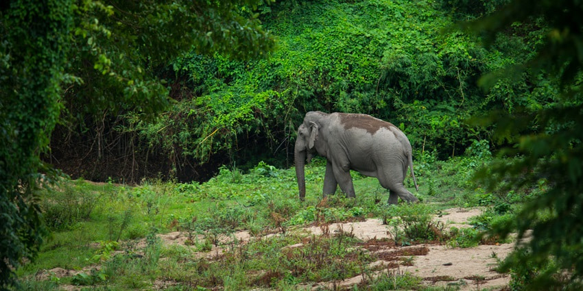A picture of an elephant roaming around at an elephant sanctuary in Thailand