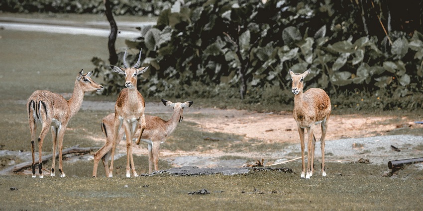 Khawnglung Wildlife Sanctuary is home to a variety of wild animals, including tigers, binturongs, sambars,etc.