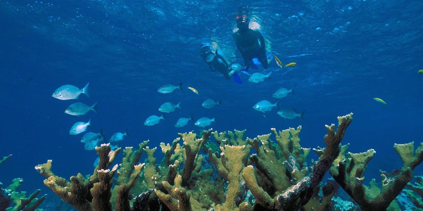 An underwater picture of people snorkelling in Pattaya with sea plants nearby