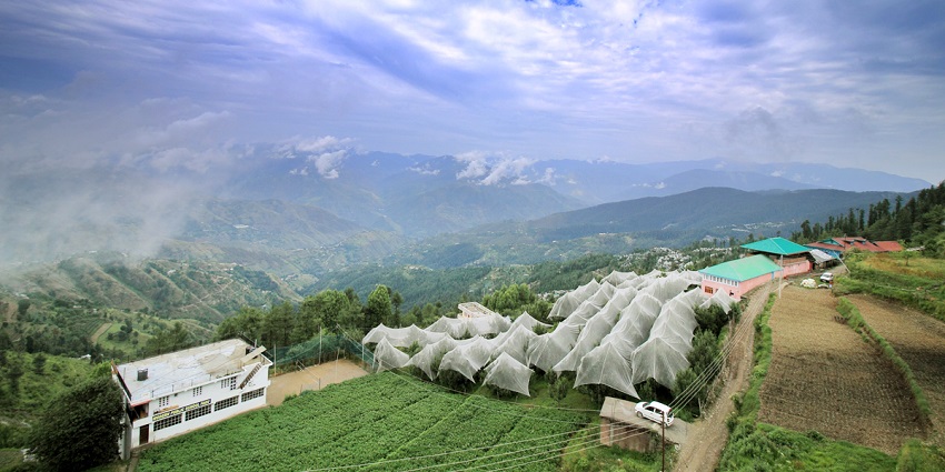 Fagu is an offbeat small village near Shimla where you can view the green pastures