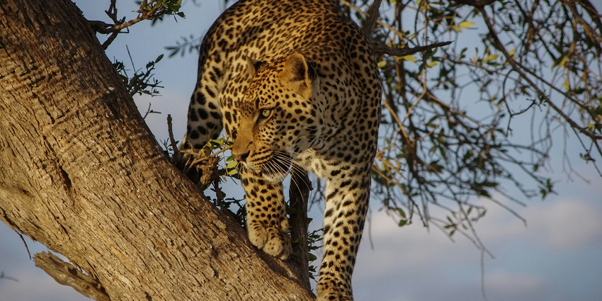 A breathtaking view of a leopard on top of a lush green tree during the daytime.