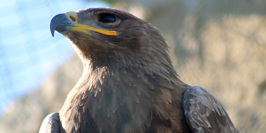 A major attraction in desert safari Dubai includes the majestic displays of falcons with their trainers.