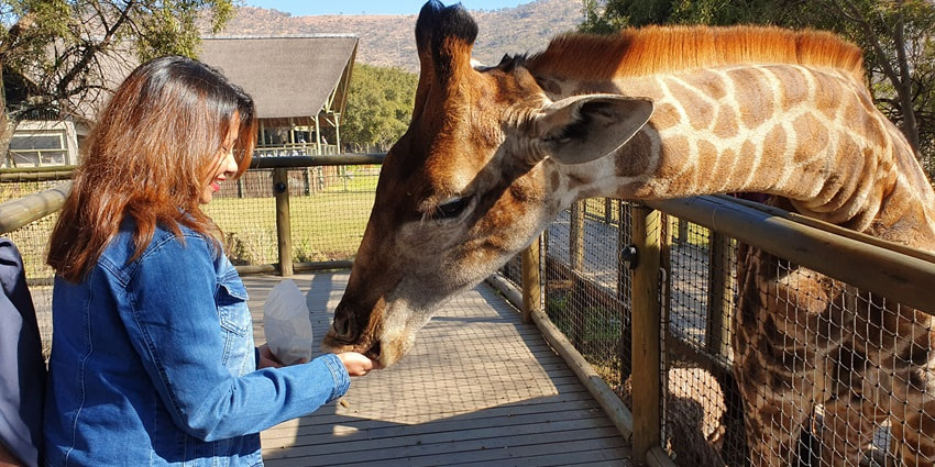 Beautiful snap is taken during the feeding process of an animal in this habitat in safari