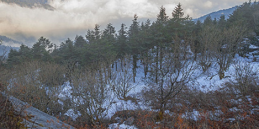 Exploring the diverse biodiversity of this wildlife sanctuary is a must on your trip to sikkim