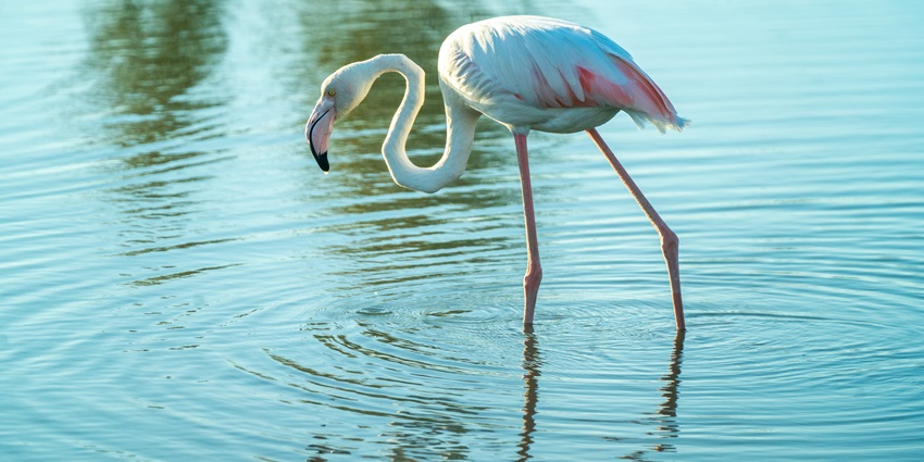 Flamingo Hide is one of the most exciting places in Ras Al Khor Wildlife Sanctuary.
