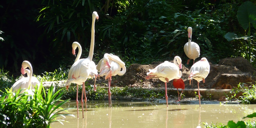 Flamingos at Singapore Zoo, gracefully standing and interacting in a lush.