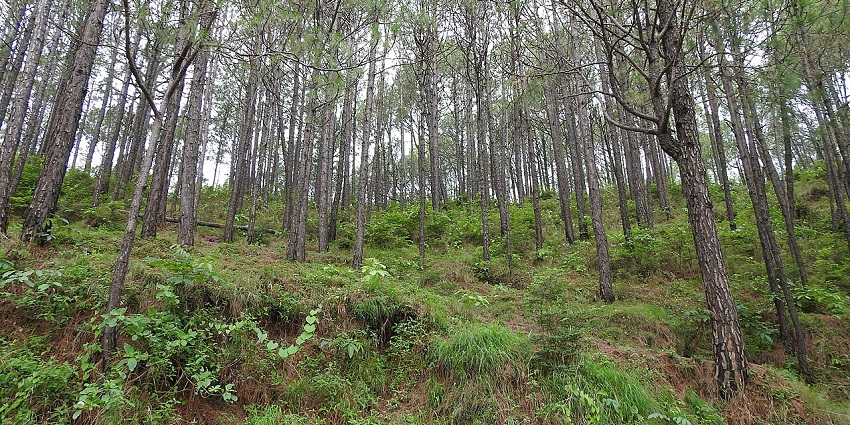 Vibrant plants and trees in Kasauli, highlighting the area's rich biodiversity and serenity.
