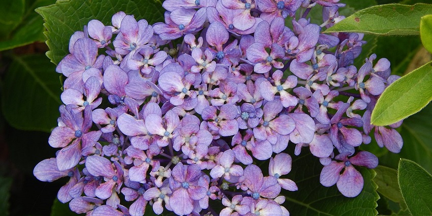 Visit the Flower Exhibition Centre to witness vibrant flowers around Kartok Monastery.