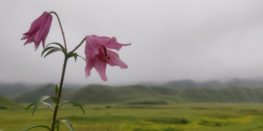 Dzukou Valley in winter turns into a wonderland with exhilarating scenic views.