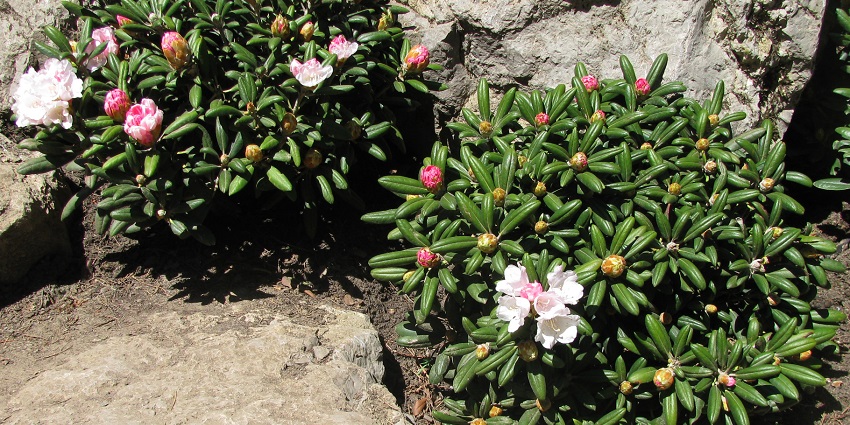 Shingba Rhododendron Sanctuary is home to more than forty species of rhododendrons.