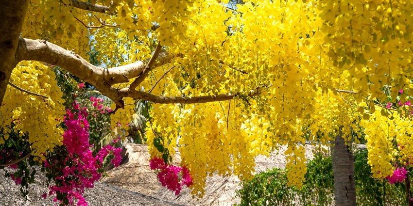 Vibrant yellow foliage with a backdrop of pink flowers, creating a lively garden scene.