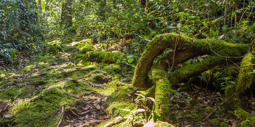 Forest Research Institute Malaysia is dedicated to forest development and conservation.