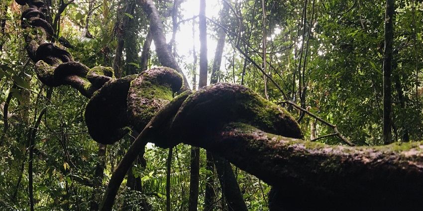 Lush green forest with dense foliage and winding veins of sunlight filtering through the trees.