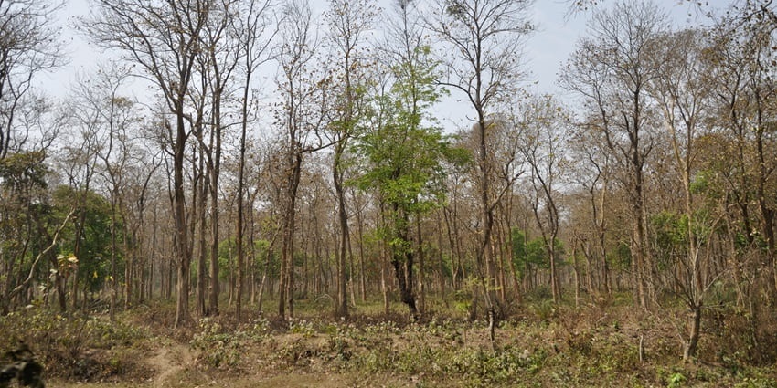 Pong dam wildlife sanctuary is the ideal haven for wildlife enthusiasts to retreat to