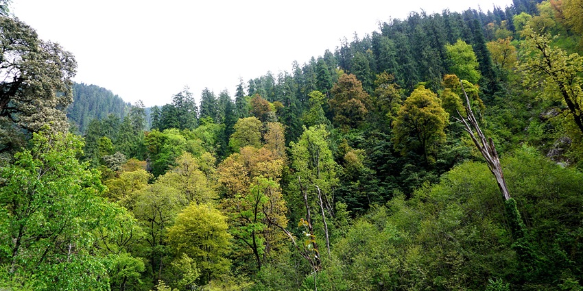 Lush hills with dense forests of pine trees offering a mesmerising view worth capturing