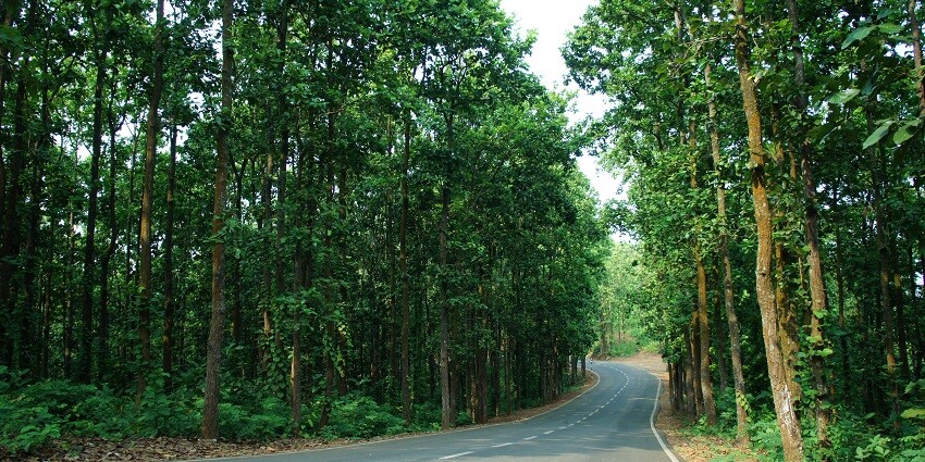 Along with a rich biodiversity this forests offers enchanting trails to stroll