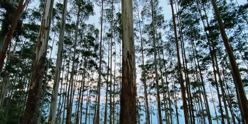 One of the places to visit in India in May with family, Kodaikanal is amazing for it.