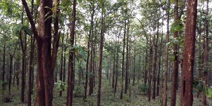 This wildlife sanctuary houses a diverse range of flora and fauna, as well as avifauna