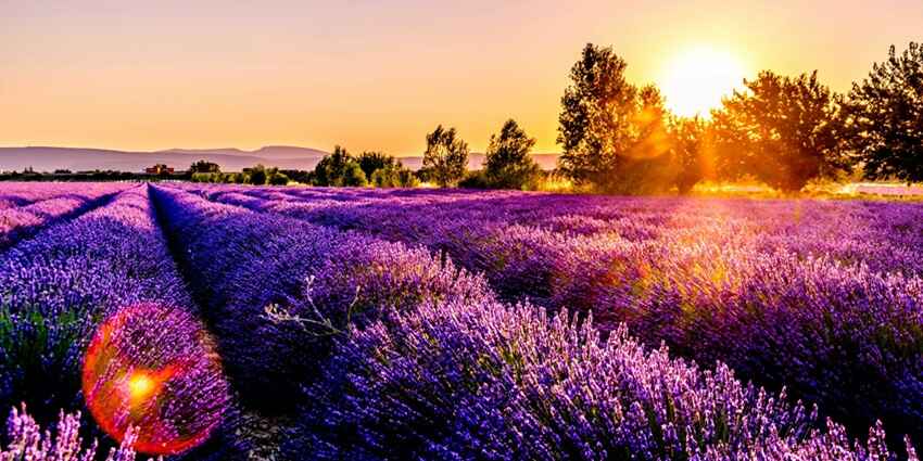 A stunning view of a lavender field in France which is a must-visit for all travellers.